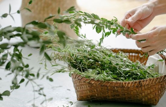 Camminata alla scoperta delle erbe spontanee